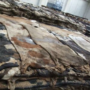 Wet Salted Cow Hides